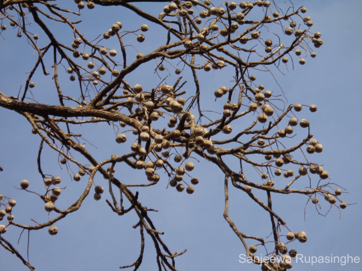 Terminalia bellirica (Gaertn.) Roxb.